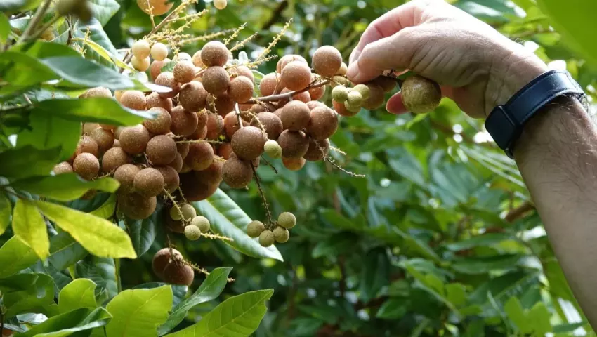 Giống nhãn mới cho trái quanh năm, giá bán hơn 100.000 đồng/kg